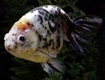 ͼƬ
