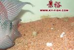罗汉鱼头洞病治疗过程图片9