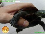 乌龟