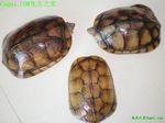 ƺˮ꣬www.yf1234.com