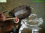ڹ