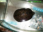 人工乌龟（公）