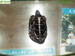 乌龟