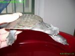 㣬ˣwww.yf1234.com