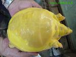 鳖